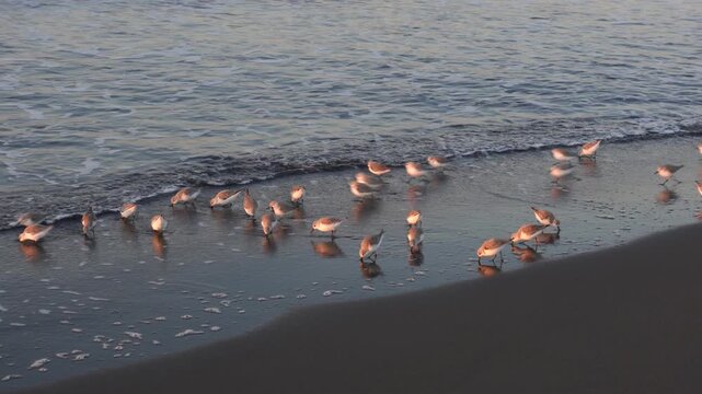 A flock of sanderlings running along the sandy shoreline at the water&rsquo;s edge