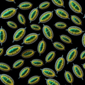 Parasitic protozoans Toxoplasma gondii which cause toxoplasmosis in tachyzoite stage isolated on black background, 3D illustration