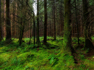 Obraz premium Thick moss blankets the forest floor and tree trunks creating a vibrant green landscape in a peaceful woodland.