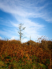 Lone conifer tree standing tall among autumn brown bushes and dry ferns under a vast blue sky.