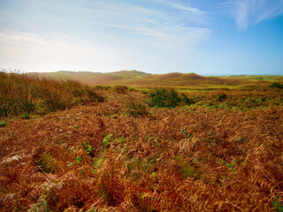 Autumnal ferns cover a sloping landscape. Wispy clouds drift across a blue sky. The scene evokes a sense of tranquility.