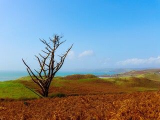 A solitary tree stands tall against a vibrant landscape. The stark tree contrasts against the colorful landscape.