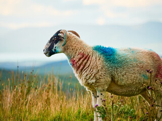 A colorful sheep stands on a grassy hill. The sheeps wool is marked with blue paint. A cloudy sky hangs over the scene.