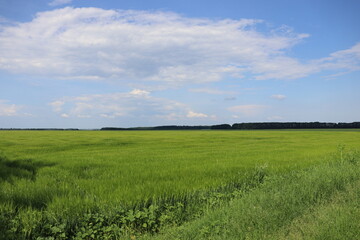 Wide green farmland landscape with blue sky and soft clouds. Rural countryside scenery with copy space