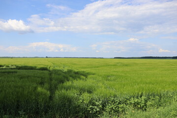 Green agricultural field under blue sky with clouds