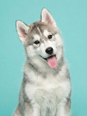 Adorable Siberian Husky Puppy Sitting on Blue Background