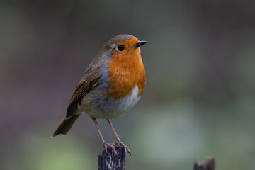 Fototapeta premium Robin Erithacus rubecula portrait
