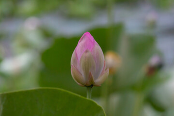 Lotus flower bud growing in a natural setting near water during daytime hours
