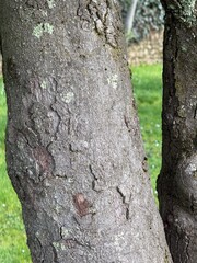 Obraz premium tree bark texture