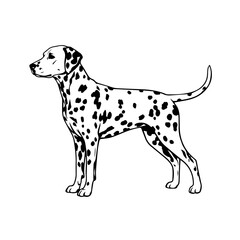 Fototapeta premium A sleek dalmatian dog standing confidently in a minimalist line drawing style.