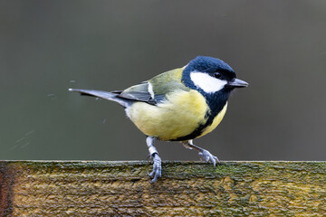 Obraz premium Great tit Parus major in the rain