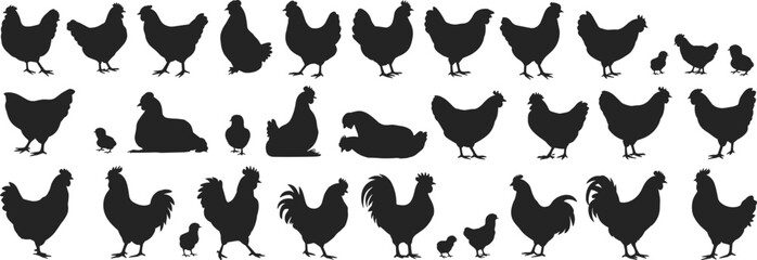Chicken and rooster silhouette collection isolated on white background, farm poultry vector set for agriculture design, rural animal illustration, logo bundle