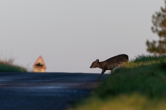 Muntiacus reevesi Muntjac deer crossing road at dawn