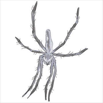 European Nursery Web spider. Pisaura mirabilis. Colorful, hand-drawn, vector illustration. Picturesque. Unique detailed stylization. Print on sketchbooks, stickers, postcards, cups, clothes, posters.