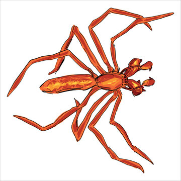Long-jawed orb weaver Spider. Tetragnatha versicolor. Colorful, hand-drawn, vector illustration. Picturesque. Unique detailed stylization. Print on sketchbooks, stickers, postcards, cups, clothes