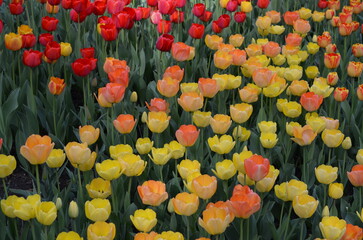 Żółto-czerwone tulipany w pełnym kwitnieniu © Ewa
