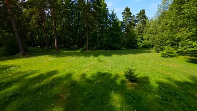 Scenic view of a lush green meadow bordering a dense forest