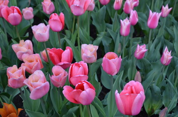 Różowe tulipany w ogrodzie – wiosenne tło © Ewa