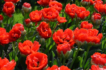 Czerwone tulipany w wiosennym ogrodzie © Ewa
