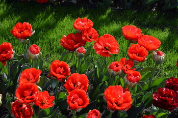 Czerwone tulipany w wiosennym ogrodzie © Ewa