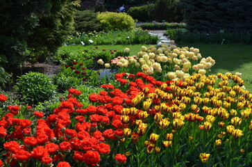 Kolorowa rabata tulipanów w parku © Ewa