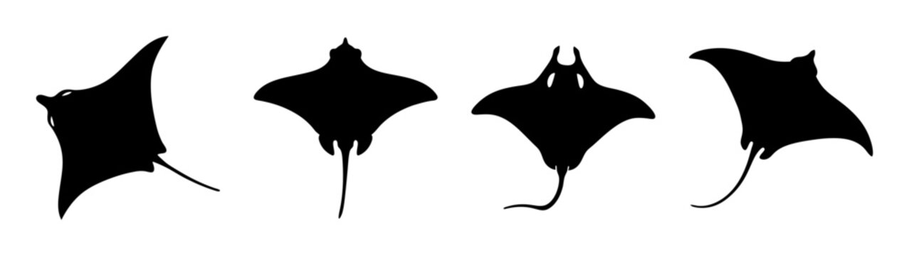 Set of Stingray Silhouettes in Various Poses Flat Design vector illustration