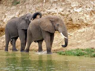 Fototapeta premium OUGANDA, safari et randonnée au cœur de l'Afrique. Rencontre avec les éléphants sur les bords du canal de Kazinga dans le Parc National de Queen Elizabeth