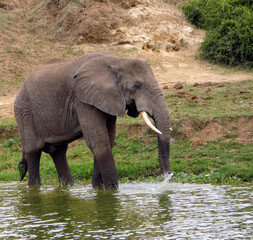 Obraz premium OUGANDA, safari et randonnée au cœur de l'Afrique. Rencontre avec les éléphants sur les bords du canal de Kazinga dans le Parc National de Queen Elizabeth