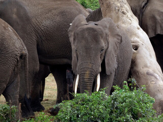 Fototapeta premium OUGANDA, safari et randonnée au cœur de l'Afrique. Rencontre avec les éléphants sur les bords du canal de Kazinga dans le Parc National de Queen Elizabeth