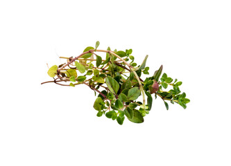 Thymian freigestellt isoliert