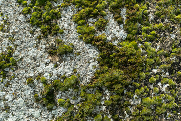 Moss Texture on Ancient Stone Close Up Photo
