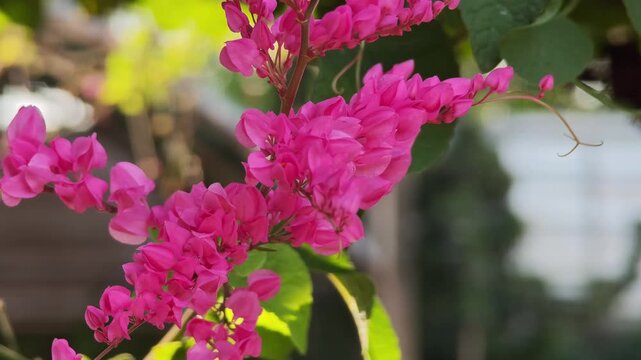 pink flowers in a garden,pink flower coral vine antigonon leptopus