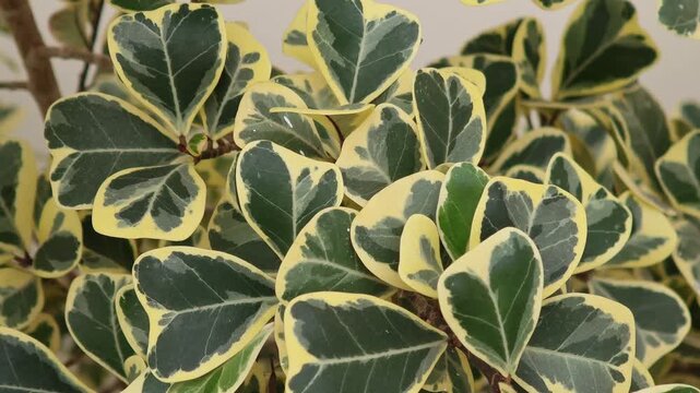 Millionaire's Heart Tree  mistletoe  fig