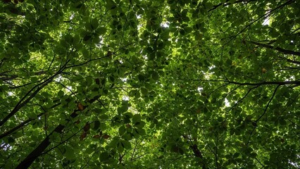 Fototapeta premium Vibrant Green Canopy with Sunlight Filtering Through Leaves
