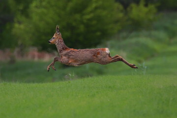 Kozioł sarny © Grzegorz