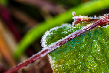 植物の葉に降りた霜の結晶 / Hoarfrost crystals on green leaves
