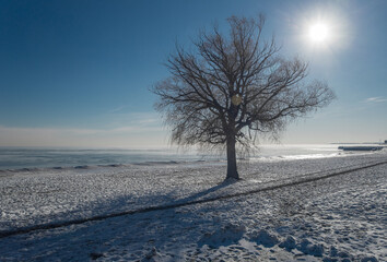 A lone, bare tree stands on a snow-covered beach