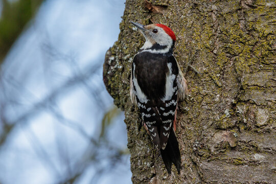 Mittelspecht (Leiopicus medius)