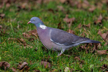 Fototapeta premium Ringeltaube (Columba palumbus)