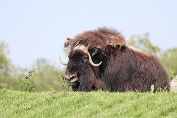 musk ox (muskox) three-quarter profile portrait above rich green grass in summer sunshine (close-up) © Don Hoskins