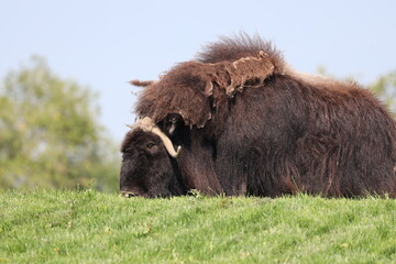 musk ox (muskox) profile portrait above rich green grass in summer sunshine (macro, close-up) © Don Hoskins