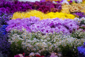 Obraz premium Colorful Chrysanthemums and Daisies Displayed at Flower Market