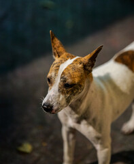 Obraz premium Stray Dog Portrait in Urban Night Market Setting