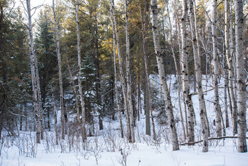 Fototapeta premium Winter morning in the forest