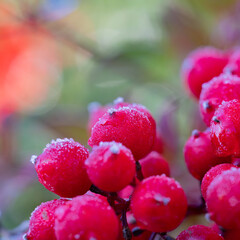 霜が降りて凍り付いた南天の実 / Hoarfrost on Nandina domestica berries