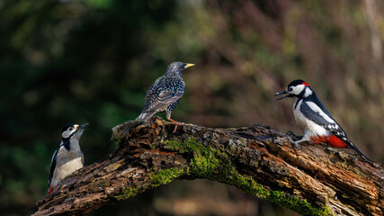 Buntspechte (Dendrocopos major) und Star