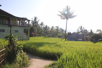 Fototapeta premium Narrow path through paddy field with palm trees