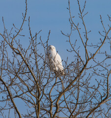 Snowy owl in a tree