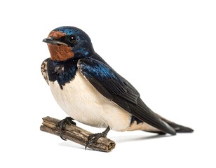 Swallow perched on a small branch, wings neatly folded, against a stark white background, gazing slightly to the right