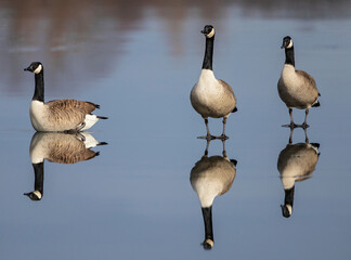 Kanadagans (Branta canadensis) Gruppe auf Eisfläche stehend mit Wasserspiegelung, Baden-Wuerttemberg, Deutschland © Martin Grimm